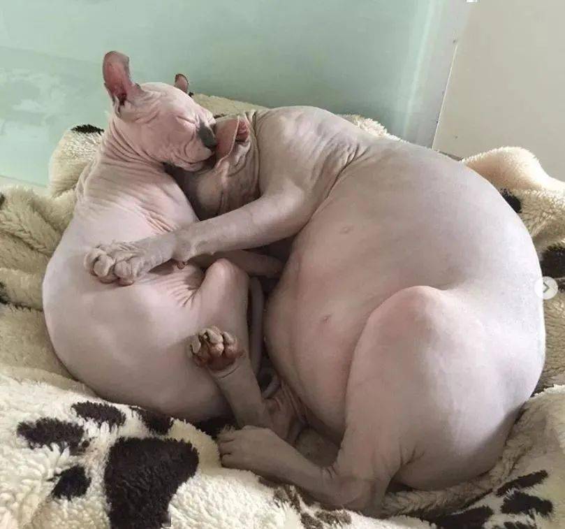 别的猫胖还可以说是毛茸茸无毛猫一旦胖起来这画风