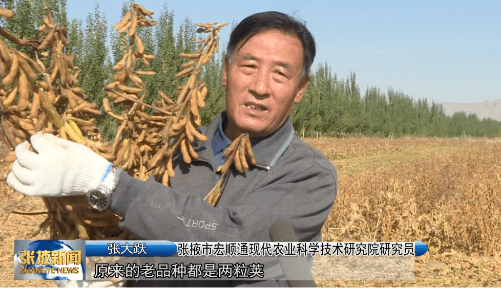 【视频】张掖市"张豆3号"杂交大豆产量实现新突破