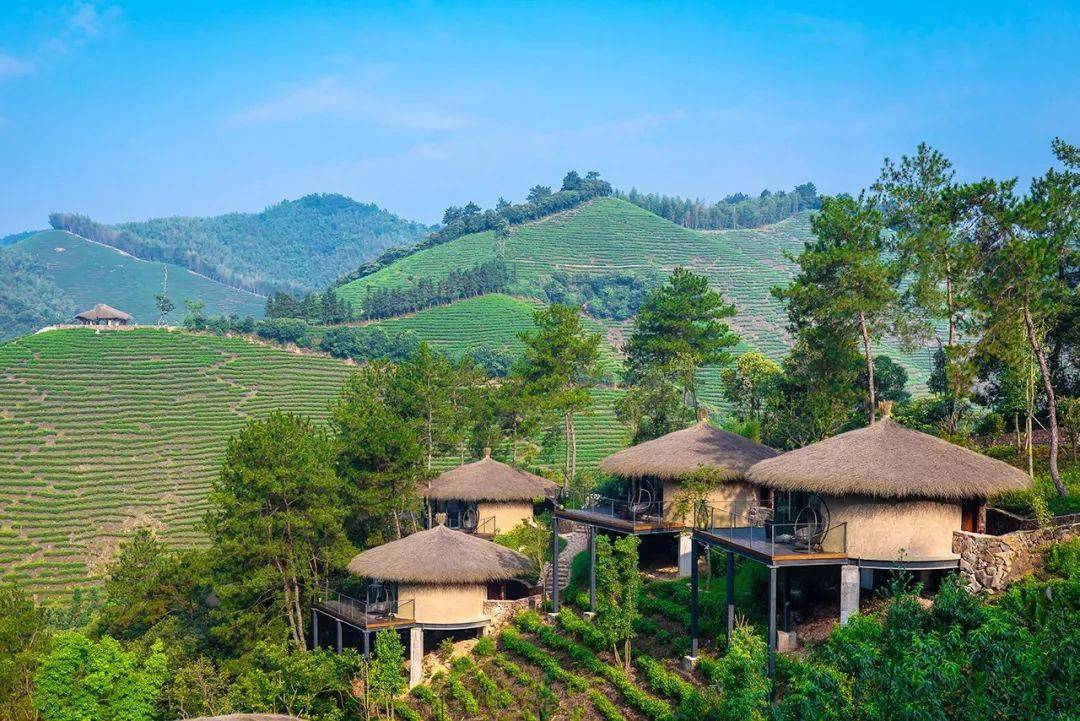 百亩茶园间的诗意栖居~解锁儿童乐园,品茶,道场,家禽喂养等体验,赠