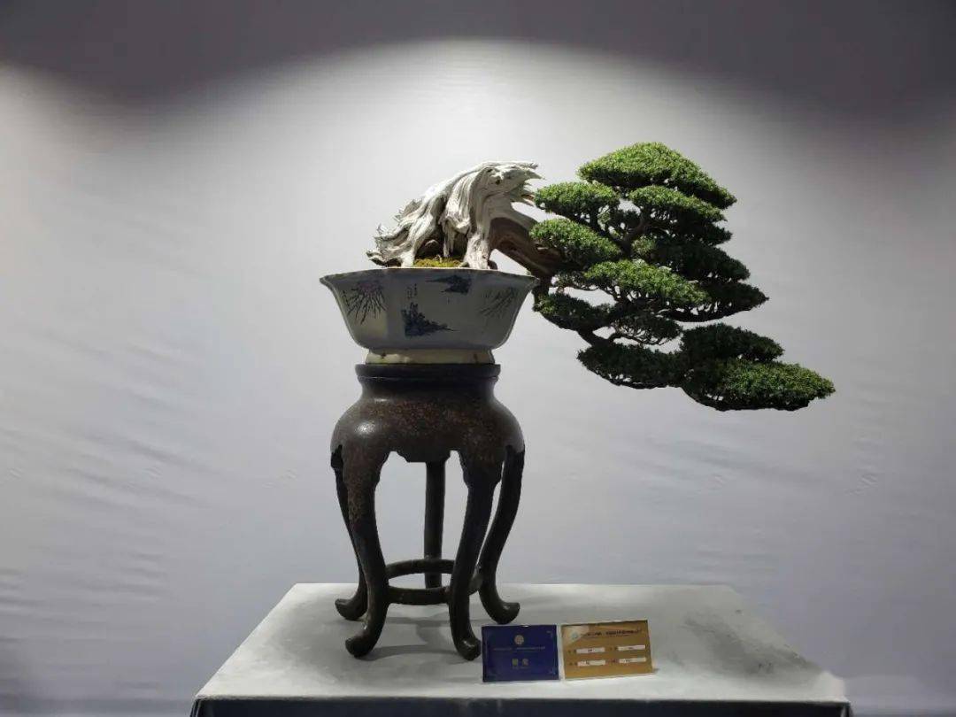 最速报得奖作品来了2020中国盆景艺术家协会会员盆景展获奖作品集锦