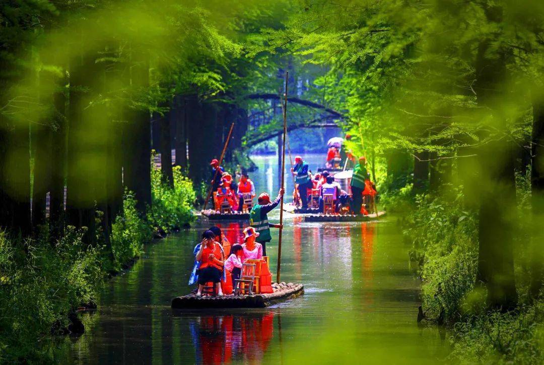 "苏游记"走进画家笔下的江南水乡——水上森林,梦幻似仙境!