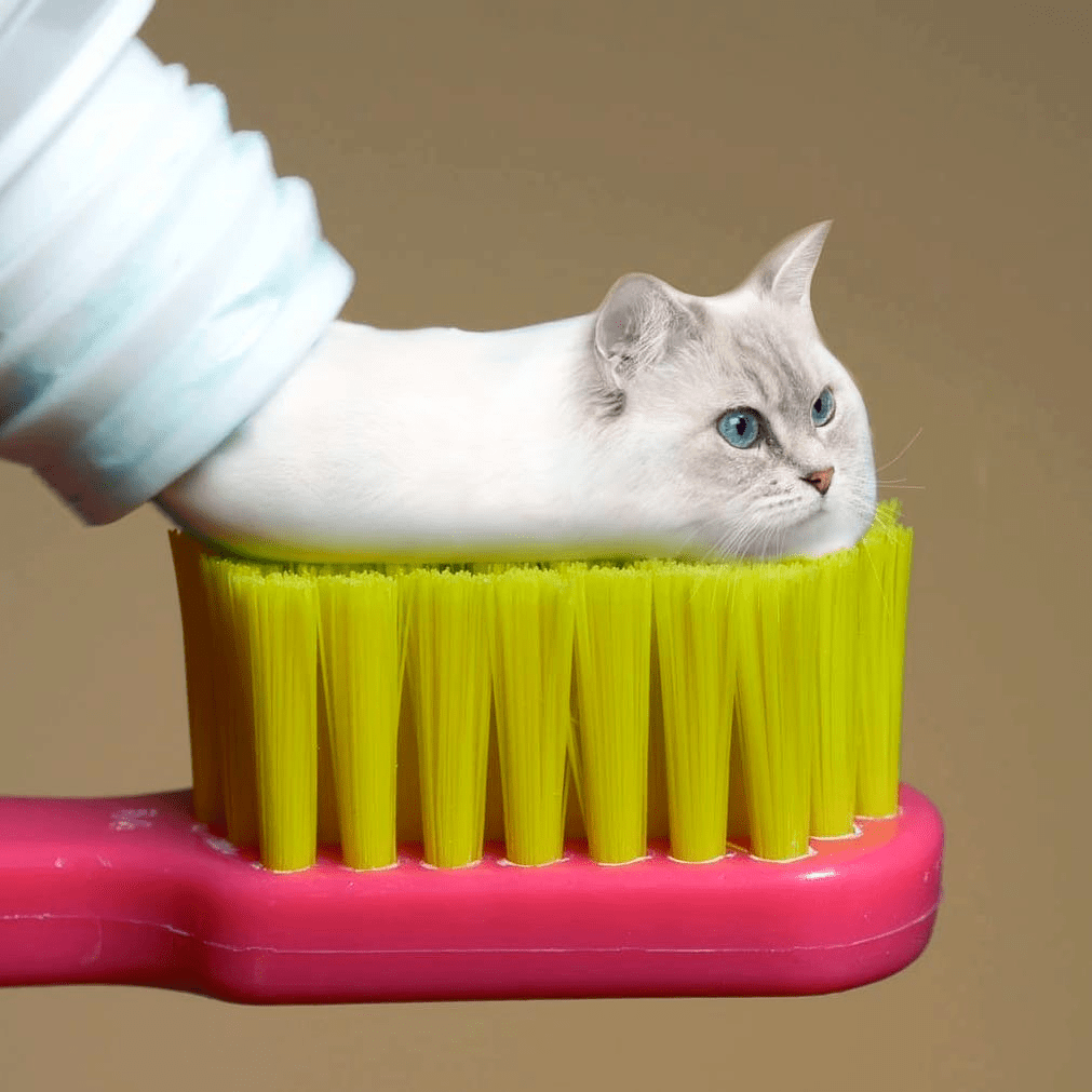 牙膏里是怎么长出猫的?