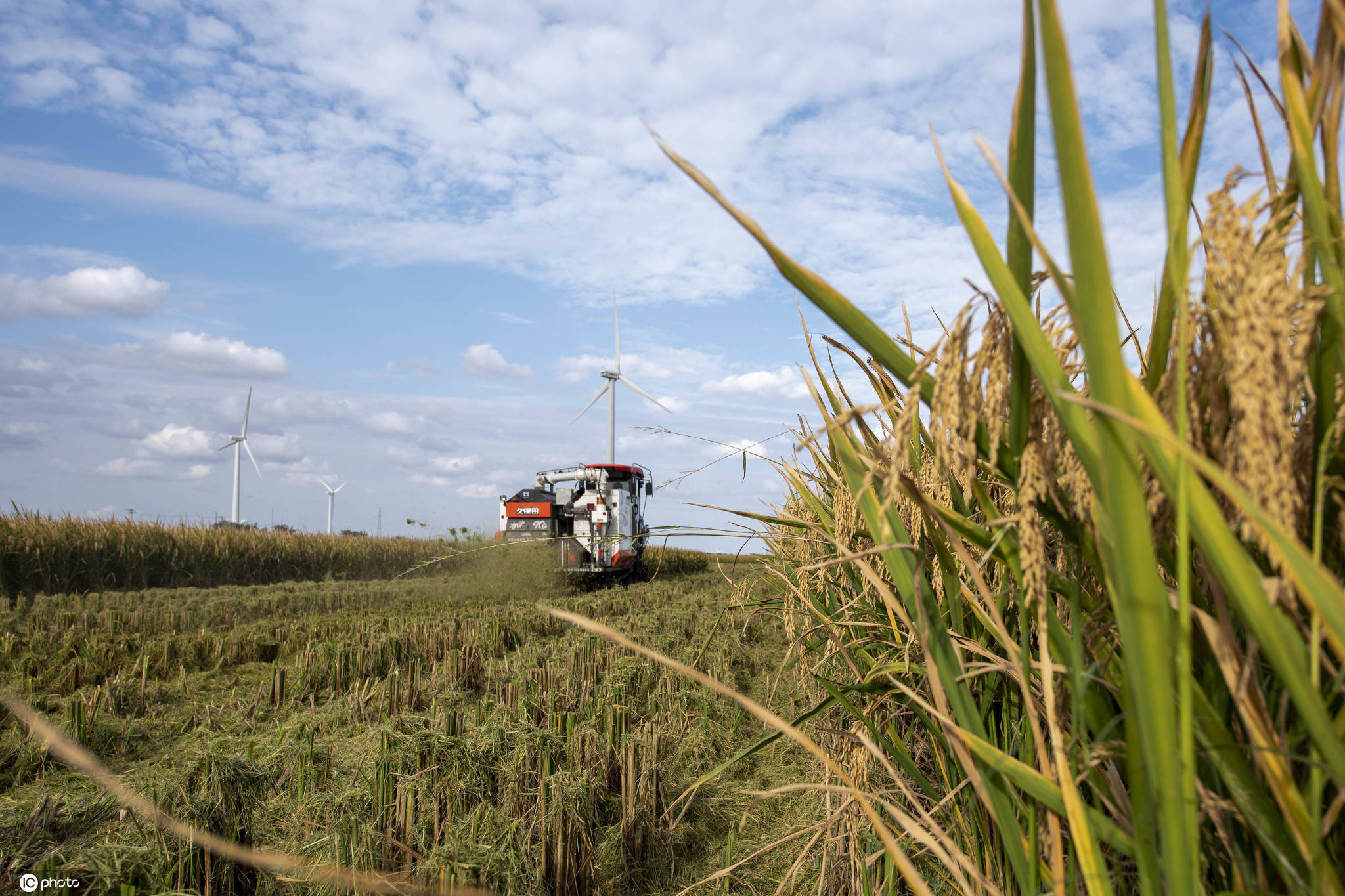 江苏如东:袁隆平"超优千号"耐盐水稻创高产新纪录