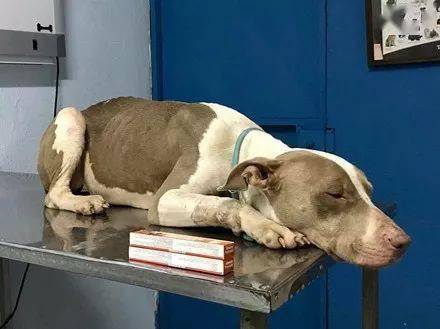 为了不让狗睡觉,主人用铁链拴住它的脖子吊起来,逼它永远抬着头.