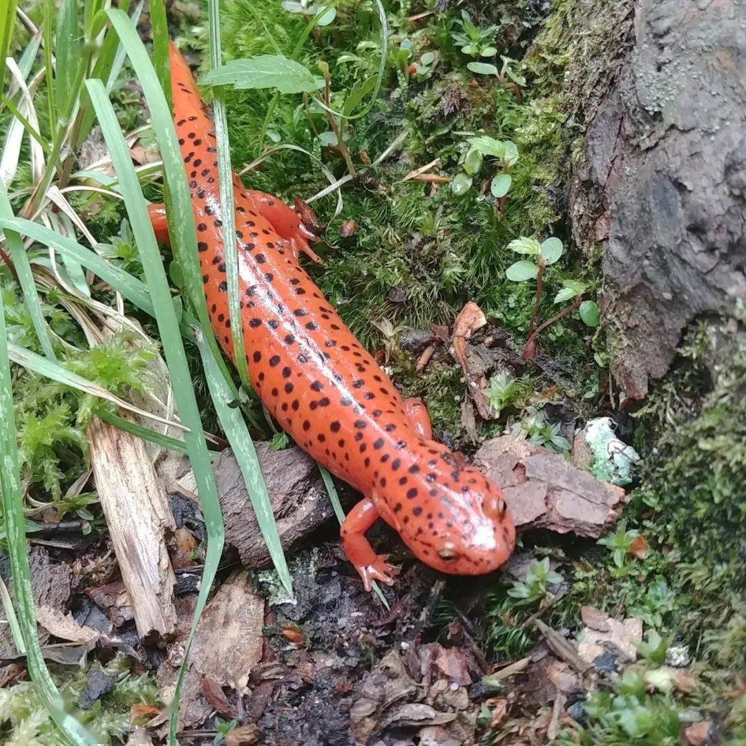 色彩惊艳的红蝾螈.⑩北极狐吃老鼠.⑨北美驯鹿被冷冻后.