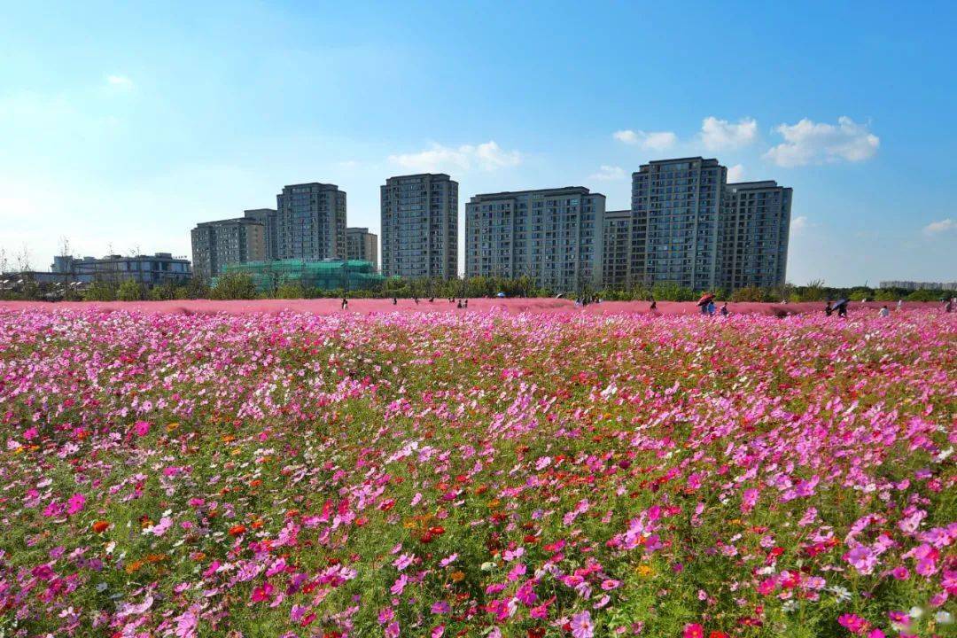 奉贤的这片网红花海上新啦这次有寓意幸福美好时光的格桑花