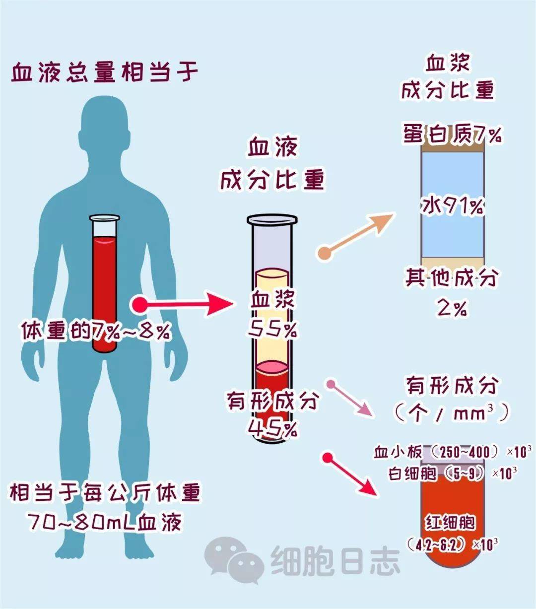 人体血量图片