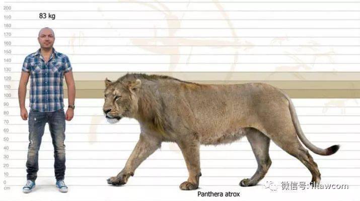最大的美洲拟狮图片