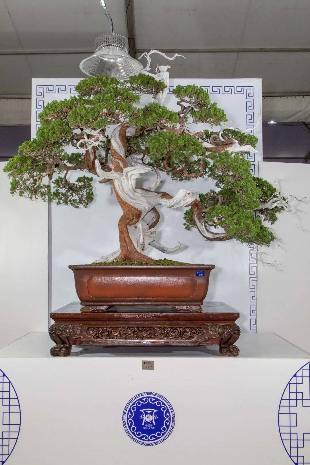 对2020中国尊评选现象的看法暨评奖分数一览_盆景