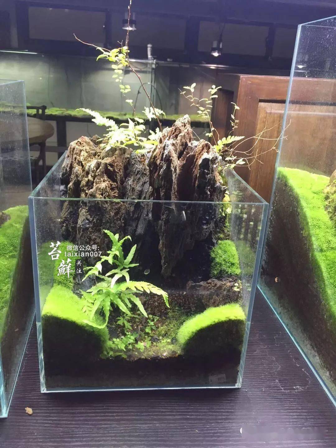 一睹这位高端专业玩家的极品青苔造景!_苔藓