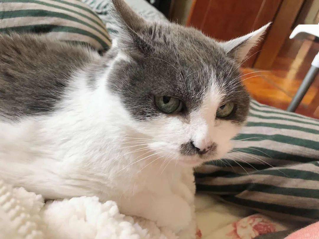 17岁高龄橘猫绝美侧颜杀每一张照片都那么漂亮