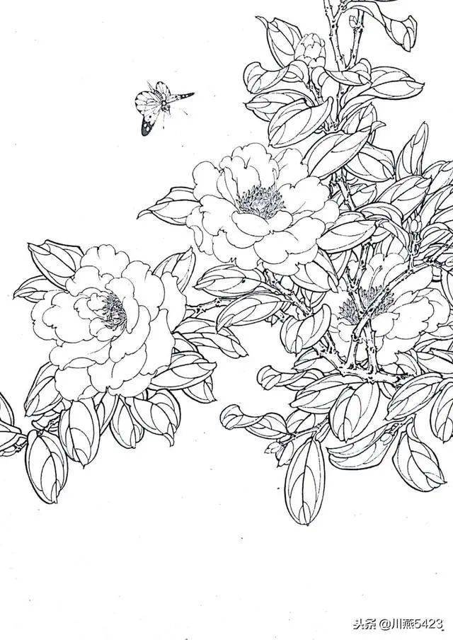 山茶花白描画谱