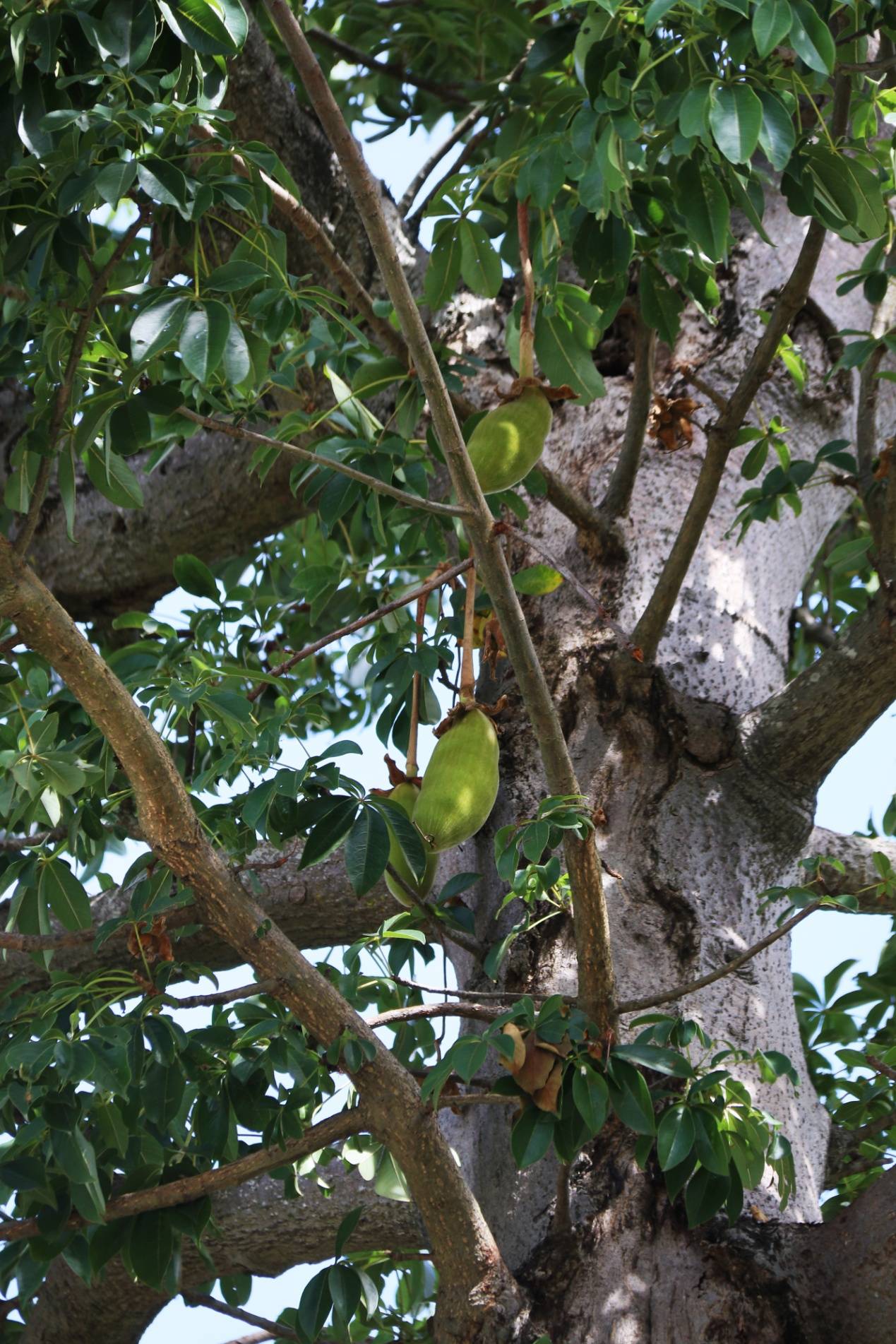 自然散步 | 大名鼎鼎的猴面包树,原来就是你呀!