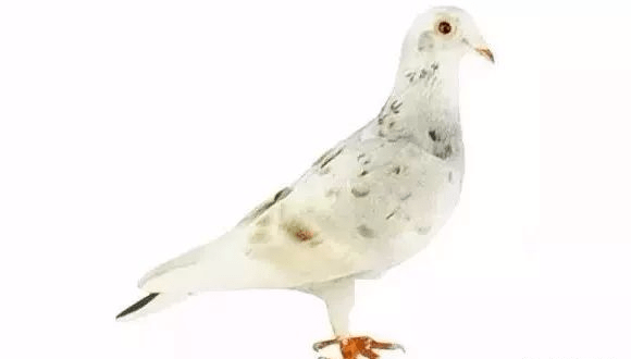 德国火麒麟鸽子品种图片
