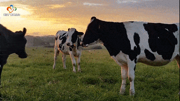 首列抵汉波兰牛奶两周上武汉伢餐桌