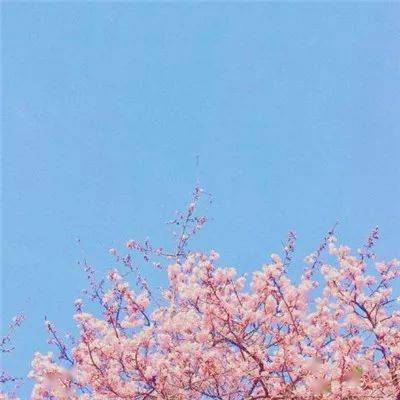 中老年头像大全女人精美鲜花的微信头像