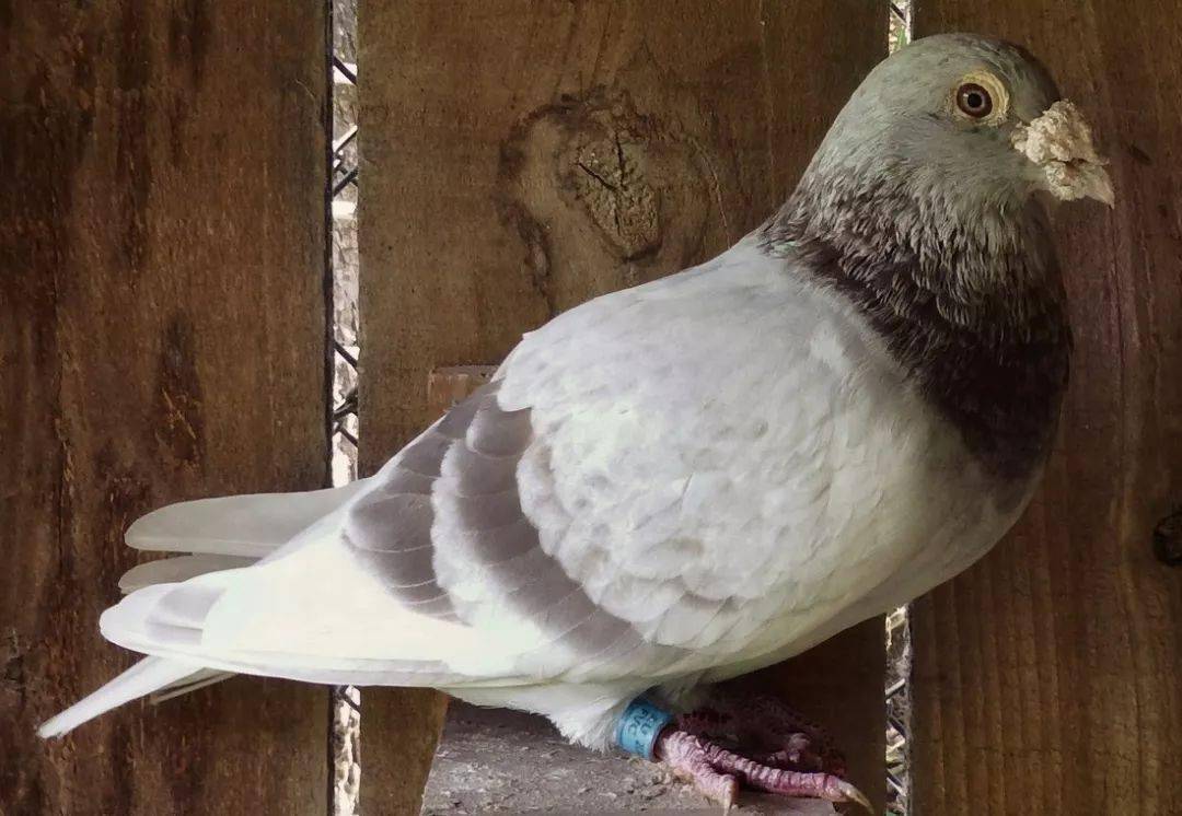 20年西翁系育种经验大公开!_西翁鸽