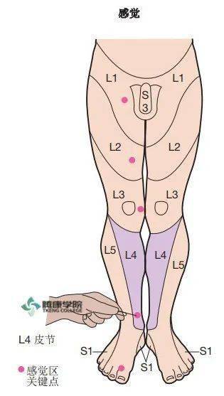 腰骶神經學檢查