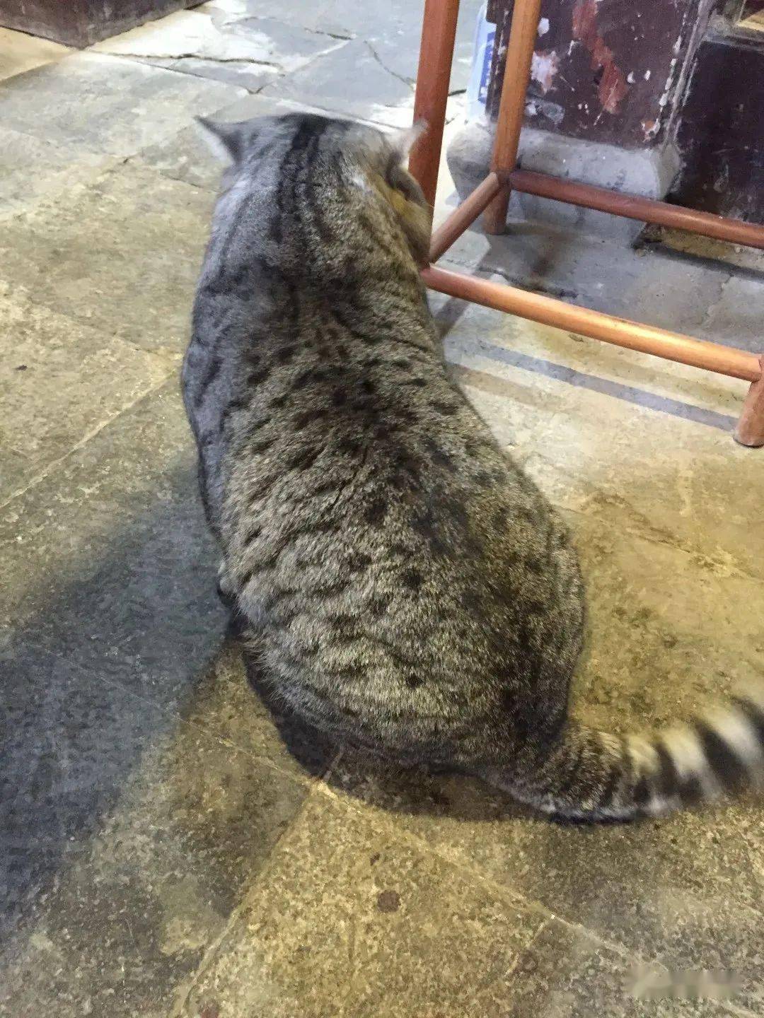 啥咯惠山寺网红大猫咪惨遭团伙霸凌全城求助帮帮大师兄