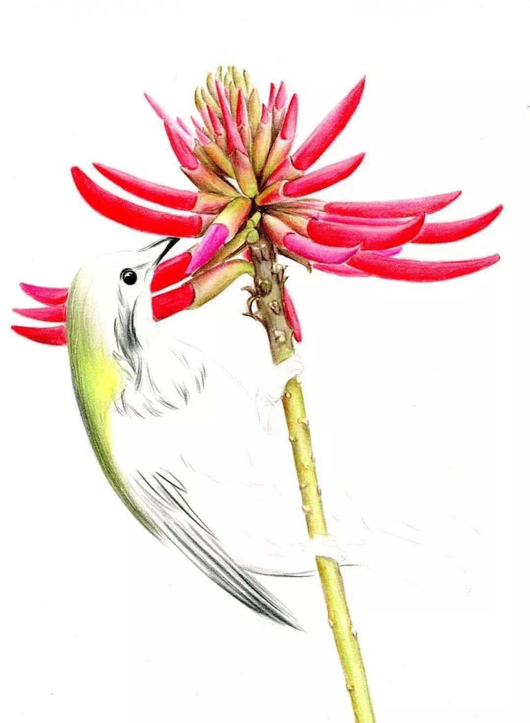 彩铅教程刺桐花与鸟