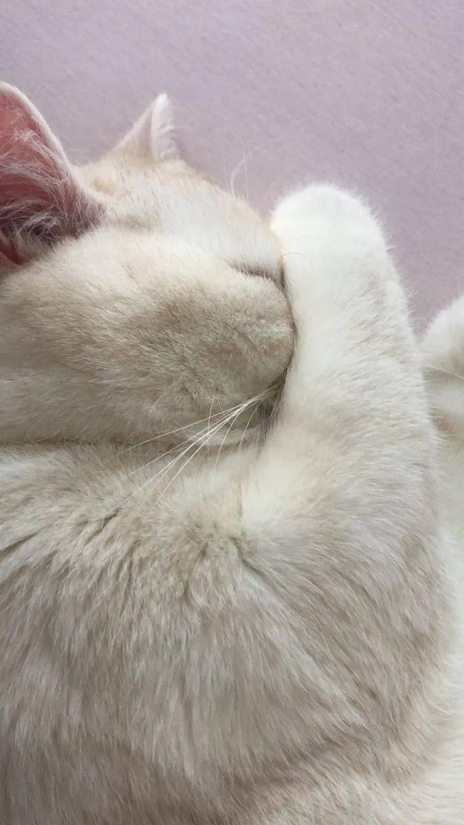 用爪子遮住脸睡觉的可爱猫咪们