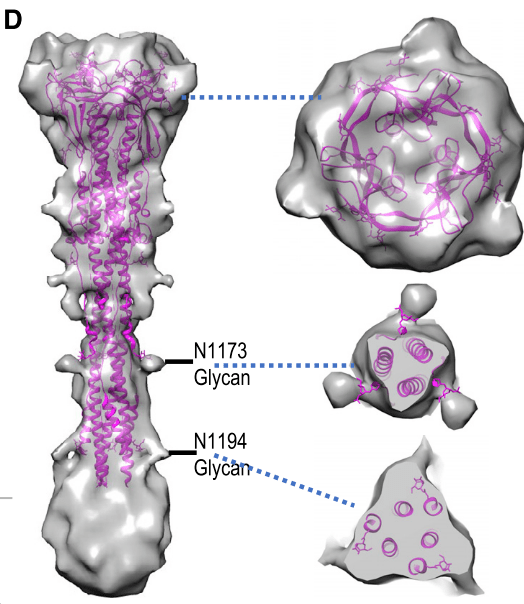 Structure |中国学者揭示灭活SARS-CoV-2的刺突蛋白结构-搜狐大视野-搜狐新闻