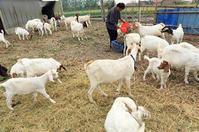 图说|沭阳种养结合念出致富经