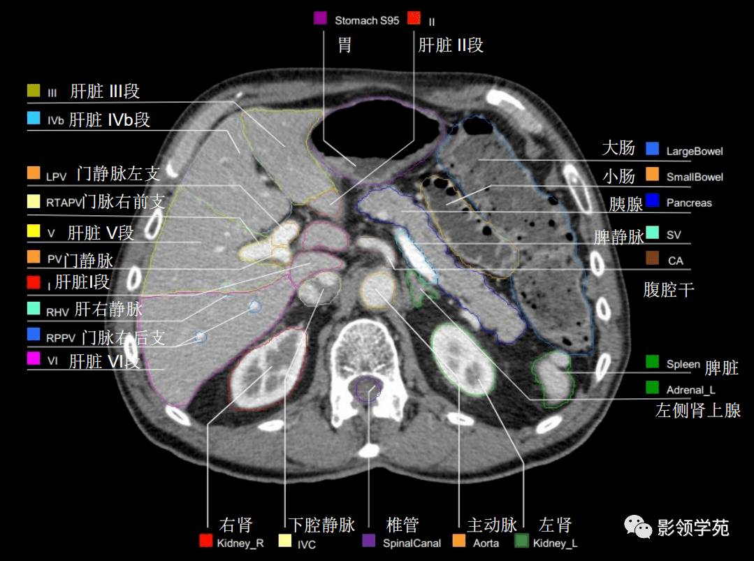 腹部影像學解剖圖譜詳細篇