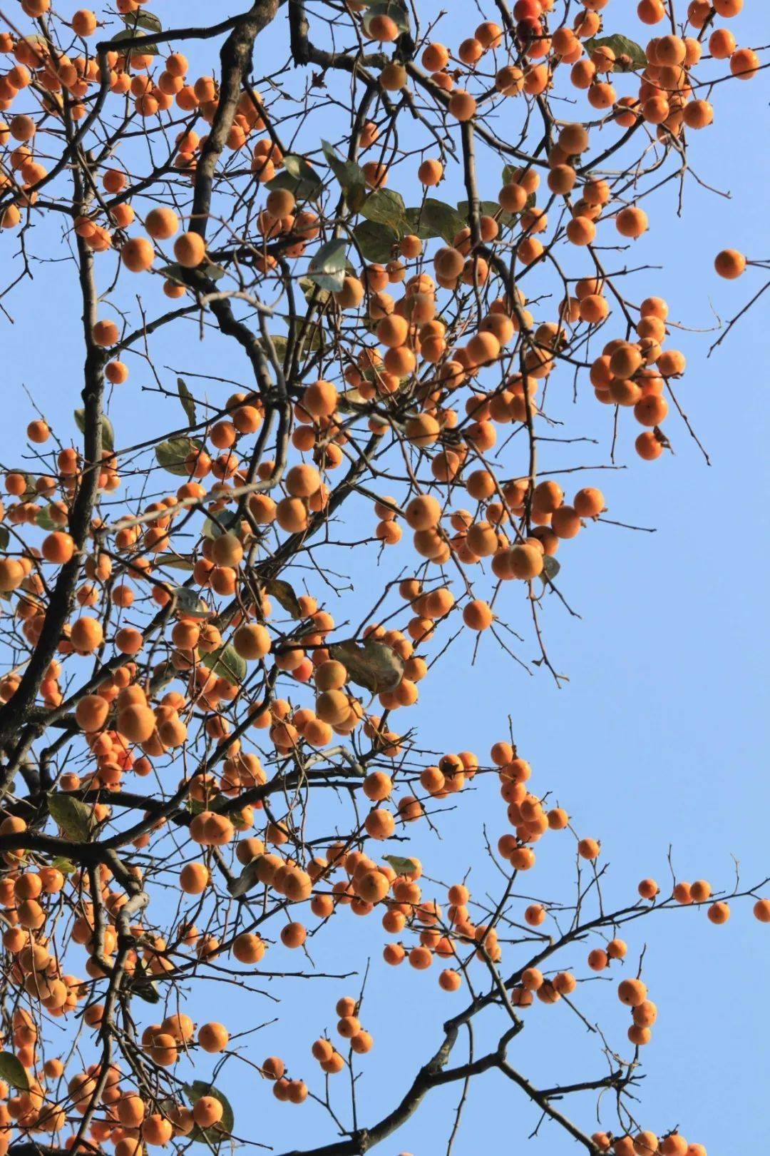 游客享福利,农民得实惠 | 罗田甜柿节引发脱贫攻坚的"蝴蝶效应"