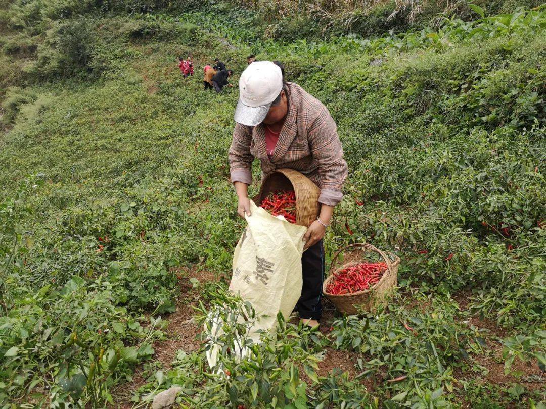 威宁县东风镇蔡能耀图片