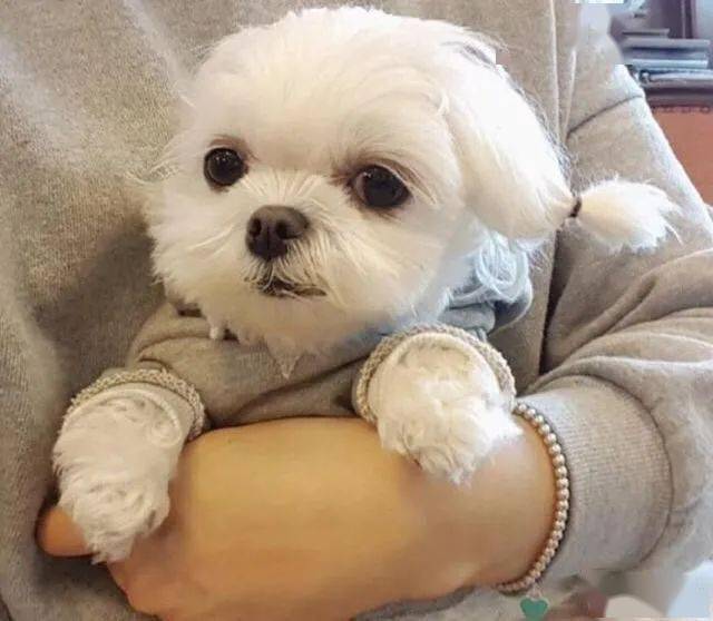 偏好小型犬?这些单手能抱起来的狗狗,总会有你喜欢的