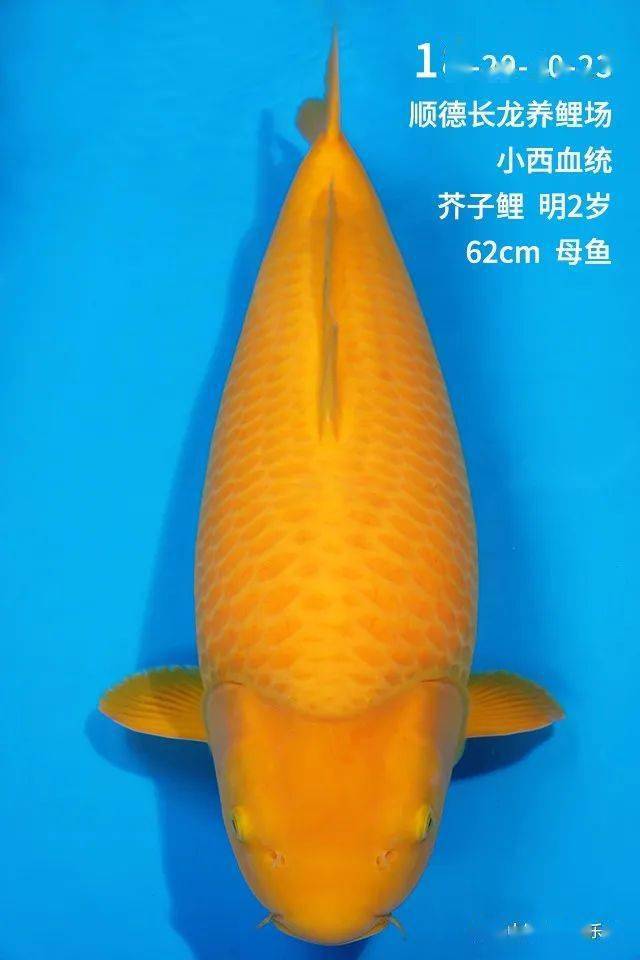 这条小西血统的芥子鲤暗标底价为:20000元(人民币)起拍.