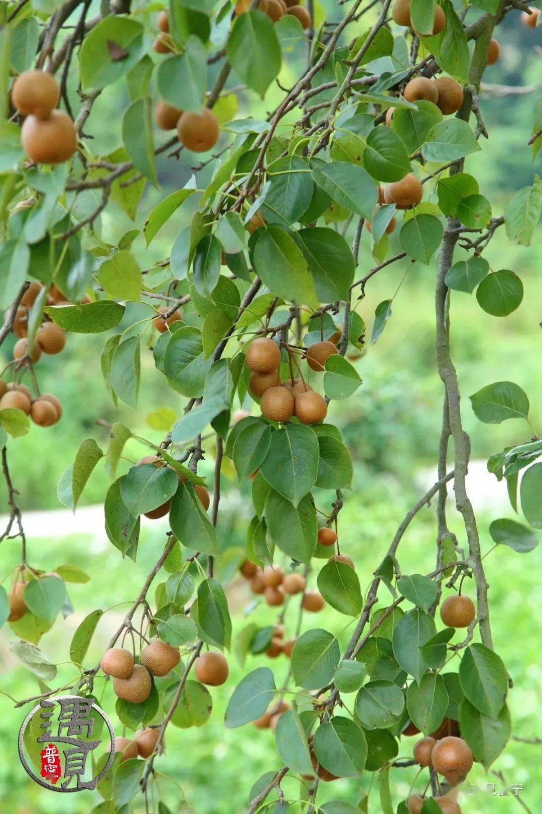 云落石狗坑鸟梨又结果_普宁
