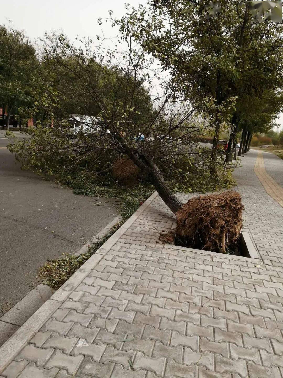 建筑挡板被刮倒!看这情形你猜风有几级?