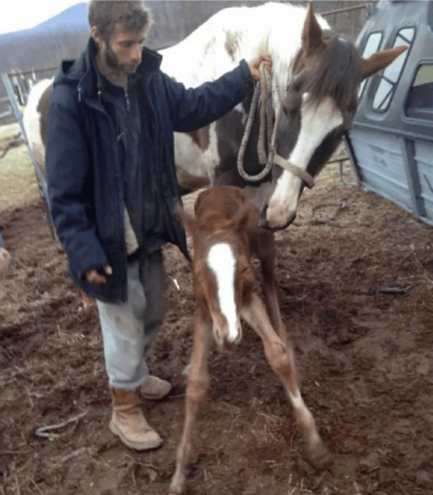 3男子长期性侵狗马牛羊730次最终被判最高刑期41年