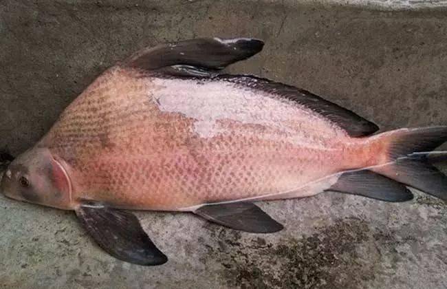 这鱼只出现在少数高档酒店里,属于名副其实的"贵族鱼"