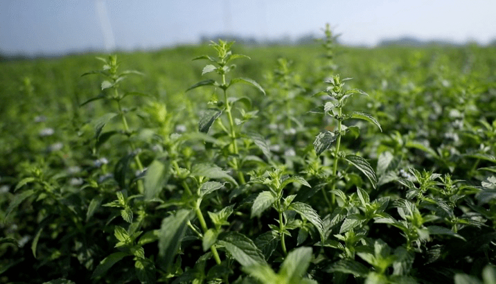 殷巷镇:全力打造留兰香第一镇_种植