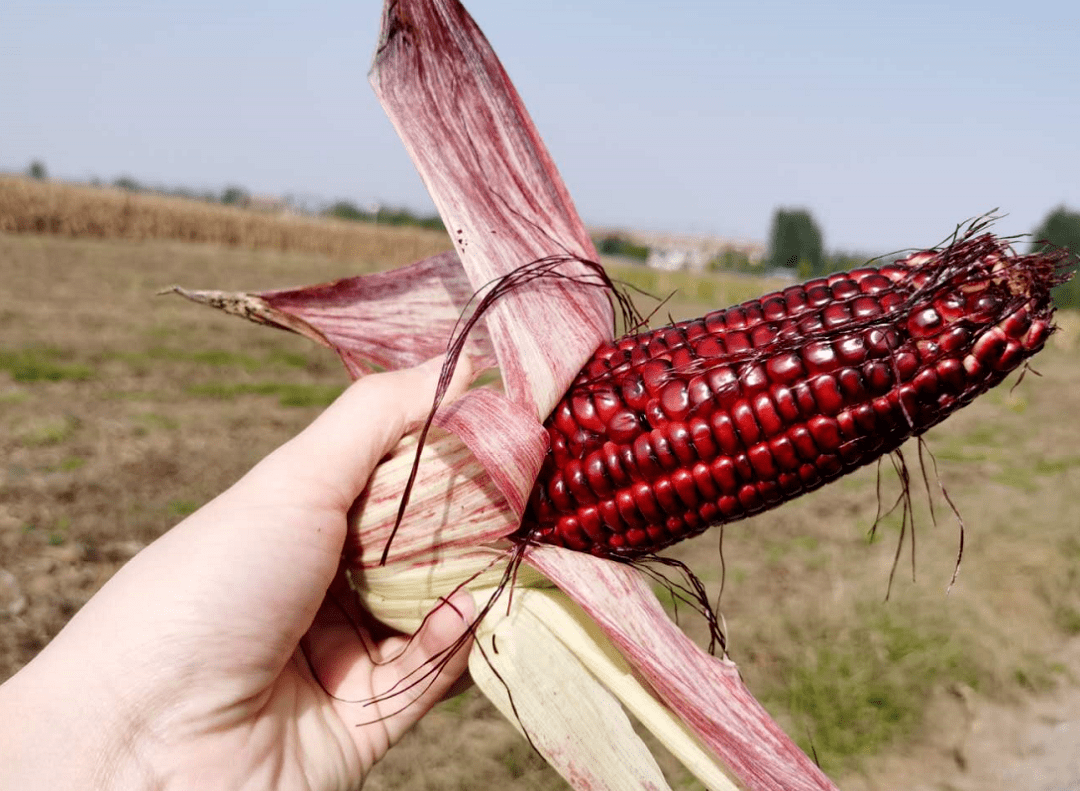 是国内唯一一款红色的水果玉米,口感甜脆,清香,多汁,吃过的用户评价为