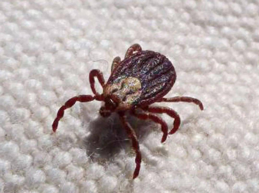 现在正值高发期!