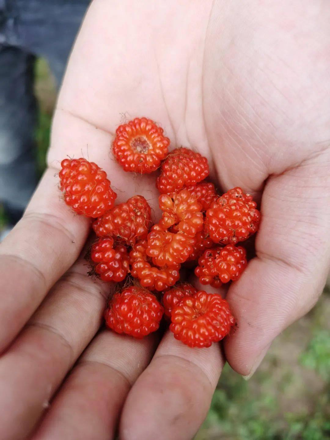 好吃不要钱网友拍下10种平乐秋季野果第67种你认识吗