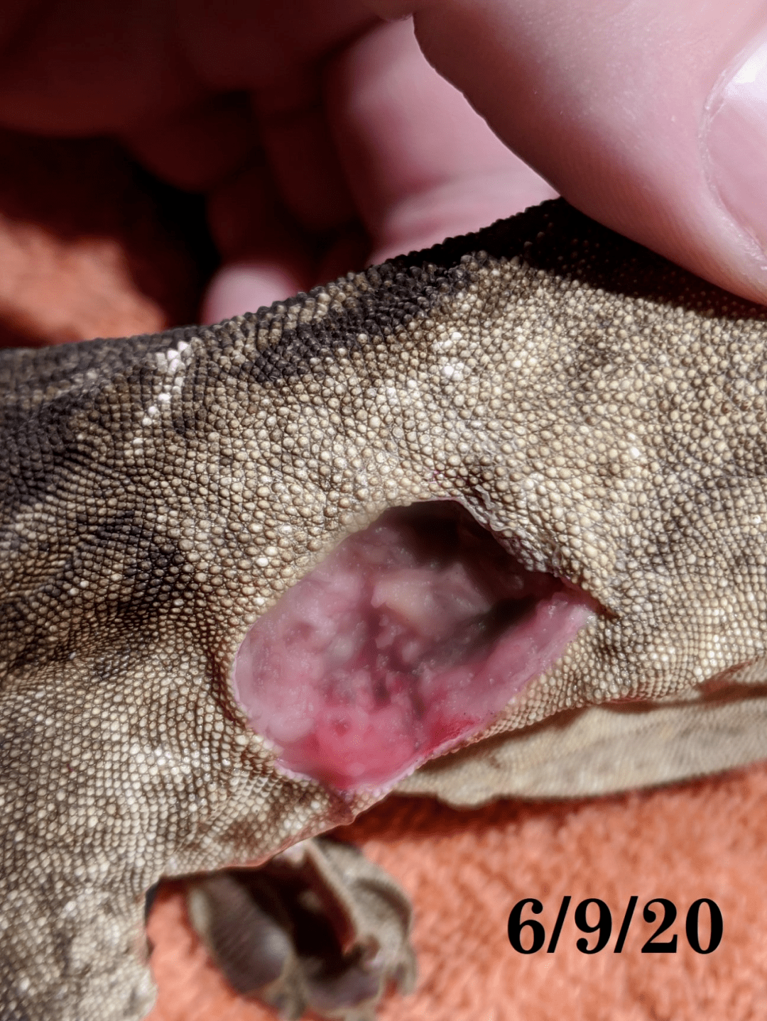 巨人守宫因身体溃烂被送医治疗,主人记录创口愈合全过程!