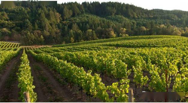 西班牙葡萄酒产区知识点之卡斯蒂利亚-拉曼恰_葡萄园