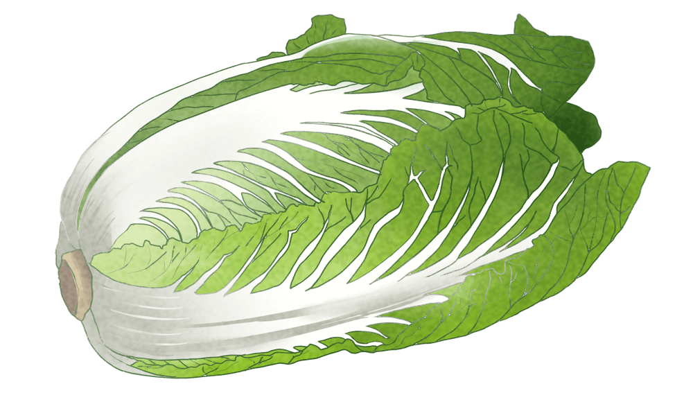 宽广超市 产地直采 | 唐山玉田冬储大白菜新鲜上市!