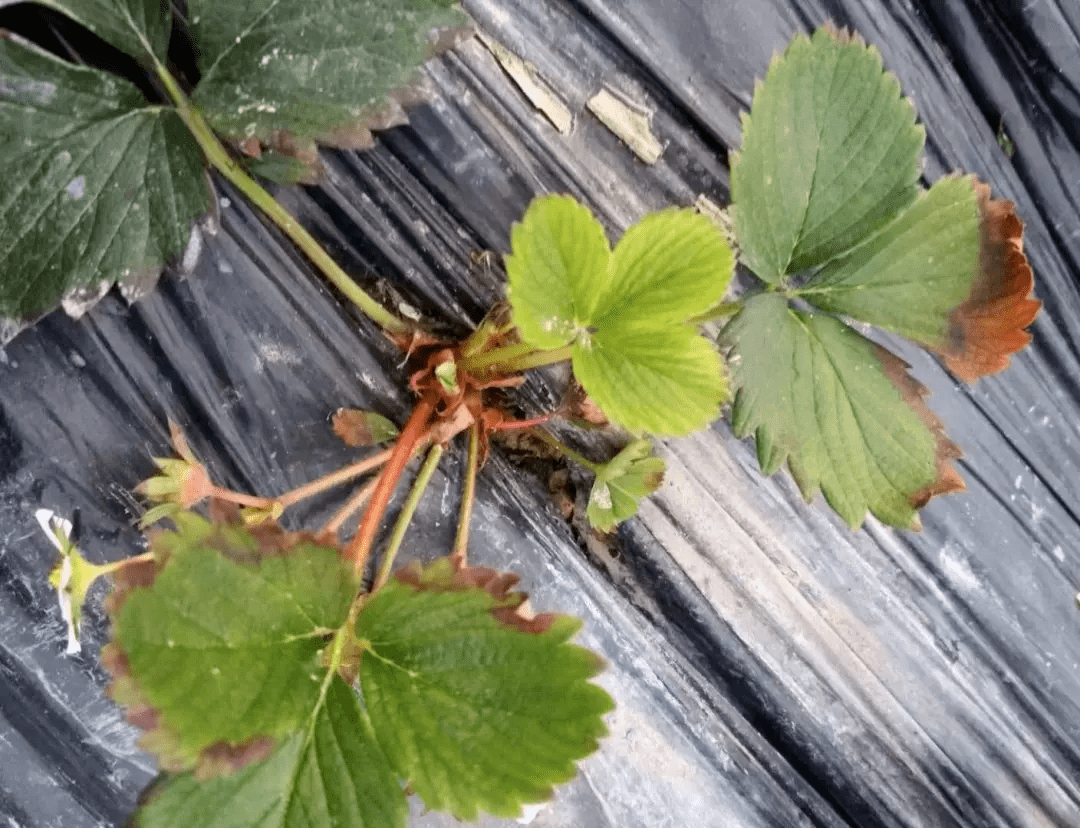 草莓异常红叶问题出在哪