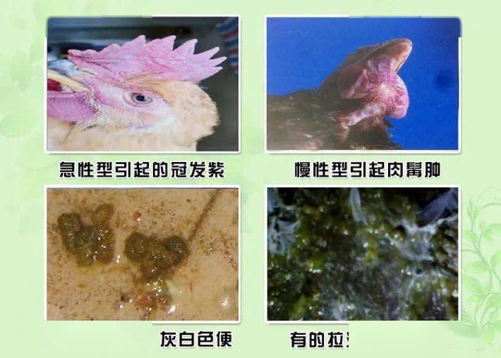 分享丨禽霍乱的诊治