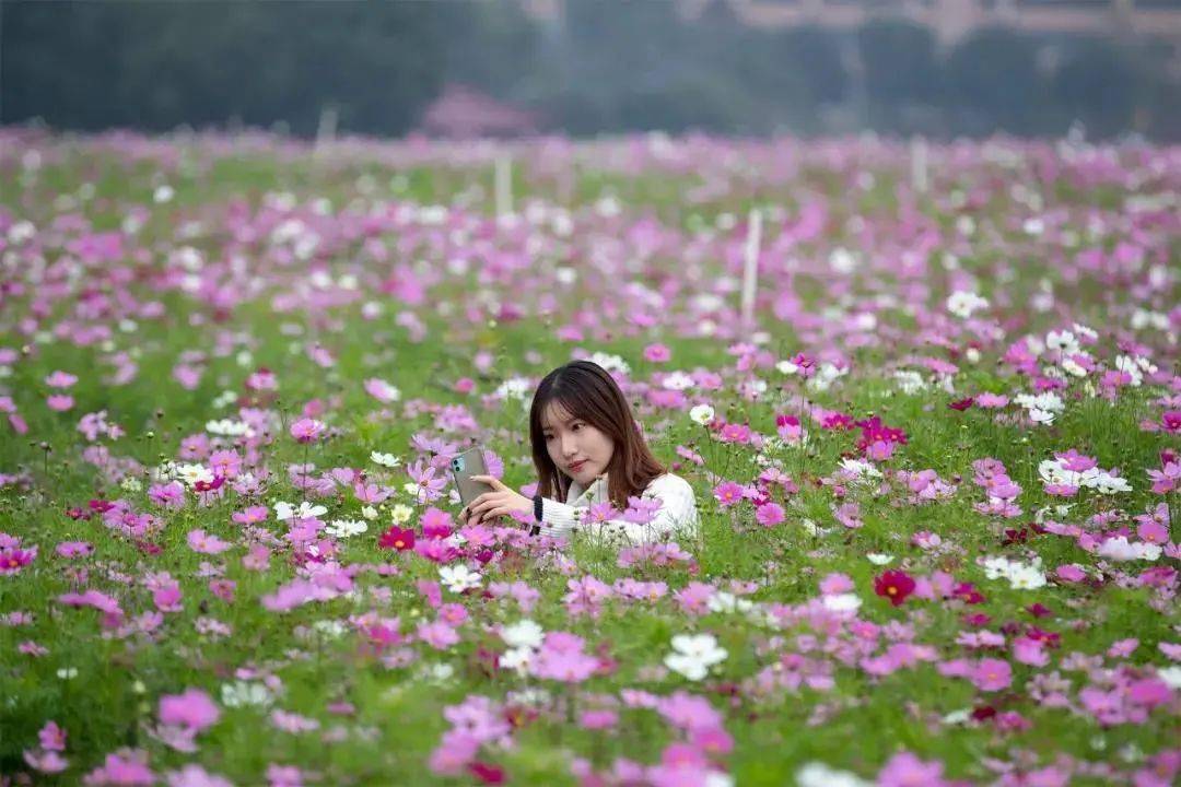 本週六開放家門口的波斯菊花海盛花來襲