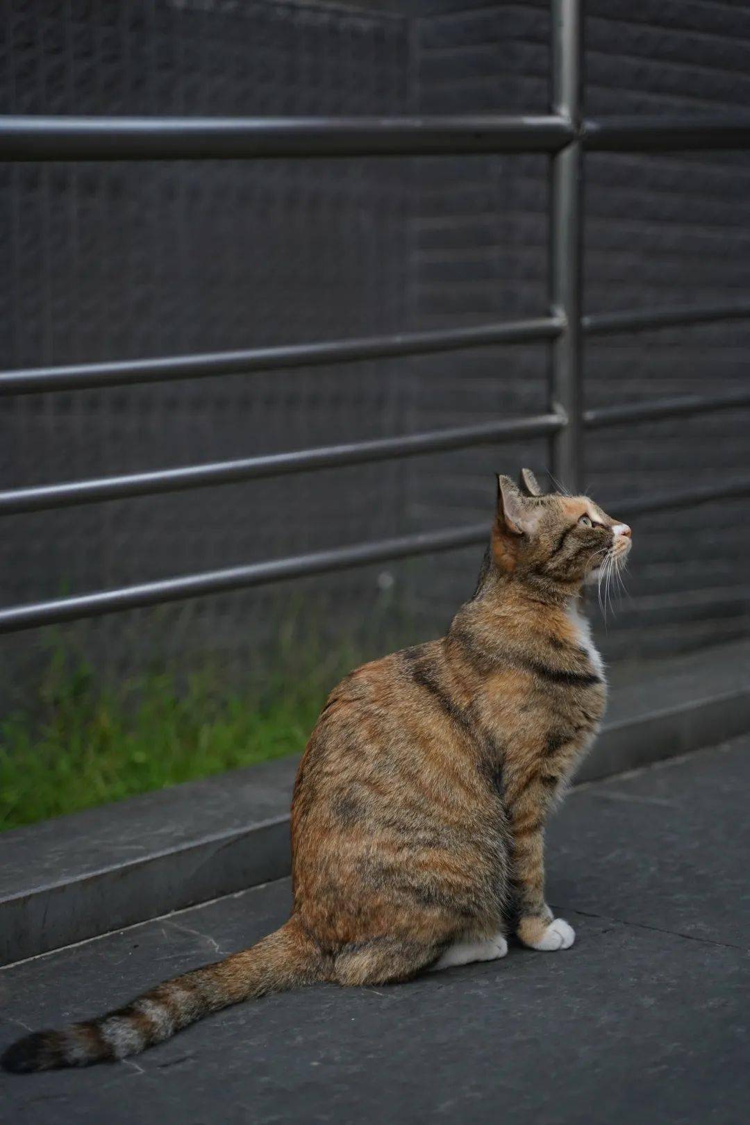 南大逸夫楼猫咪图片