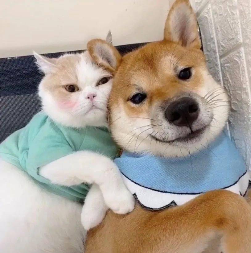 微信头像丨可爱科通头像,情侣头像,动漫头像