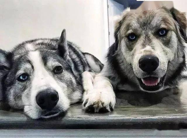 哈士奇和金毛混血生出1只哈士金丑到让人窒息