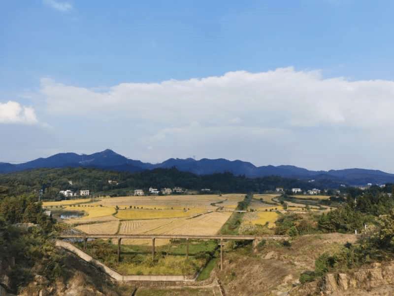 湘潭县乌石镇的秋收景象